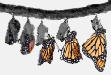 DaCrisalideaFarfallabaseScalaDiGrigismall